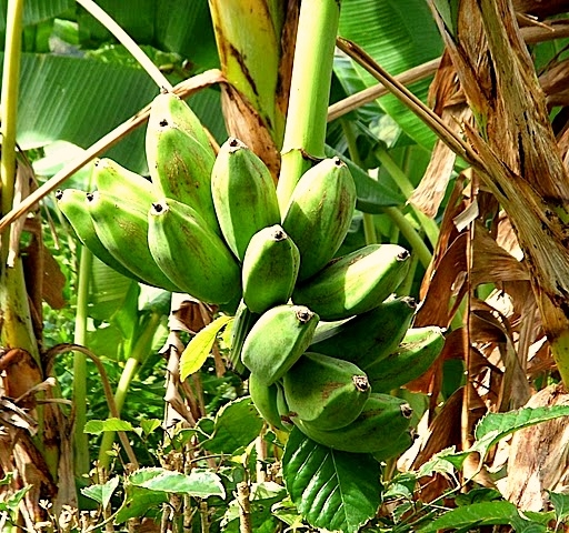 Esteli